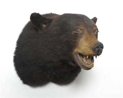 Lot 142 - American Black Bear (Ursus americanus), late 20th century, shoulder mount, with forward pose...