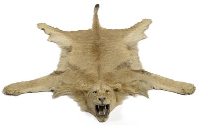 Lot 143 - African Lion (Panthera leo), circa 1920, skin rug with head mount, with open jaw and snarling...