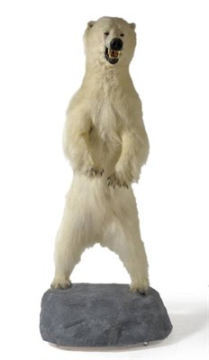 Lot 144 - Polar Bear (Ursus maritimus), circa 2006, full mount, in standing pose with open jaw, 201cm...