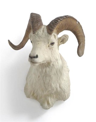 Lot 145 - Dall's Sheep (Ovis dalli dalli), late 20th century, shoulder mount, right horn 85cm, left horn...