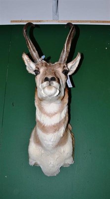 Lot 149 - Pronghorn (Antilocapra americana), America, late 20th century, shoulder mount, 52cm from the wall