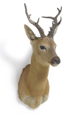 Lot 151 - Siberian Roebuck (Capreolus capreolus pygargus), late 20th century, shoulder mount, 8 points, right