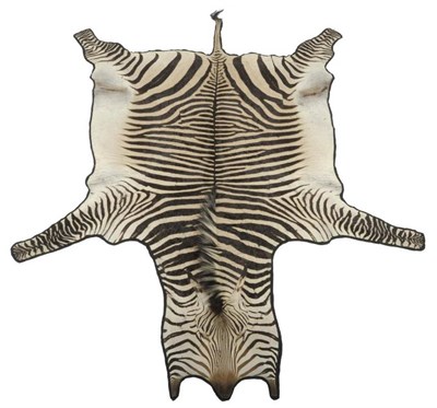 Lot 152 - Hartmann's Mountain Zebra (Equus zebra hartmannae), 1975, full skin rug, backed onto black...