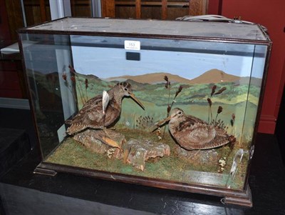 Lot 153 - Woodcock (Scolopax rusticola), 2nd half 20th century, pair of full mounts, naturalistically perched