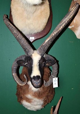 Lot 158 - Four-Horned Sheep, shoulder mount, 50cm from the wall