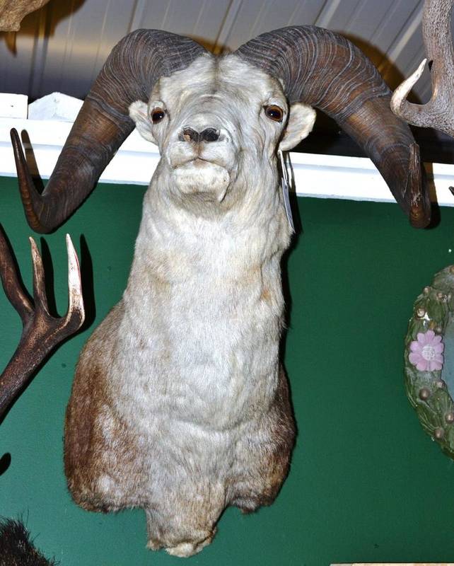 Lot 161 - Rocky Mountain Big Horn Sheep (Ovis canadensis canadensis)Ã‚Â¸ late 20th century, shoulder...