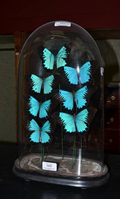 Lot 165 - A Glass Domed Case of Seven Blue Foreign Butterflies, modern, 40cm high