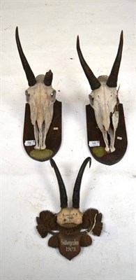 Lot 166 - Chamois (Rupicapra rupicapra), Silbergraben, Nov 1903, horns on frontlet, 24.7cm, tip to tip...