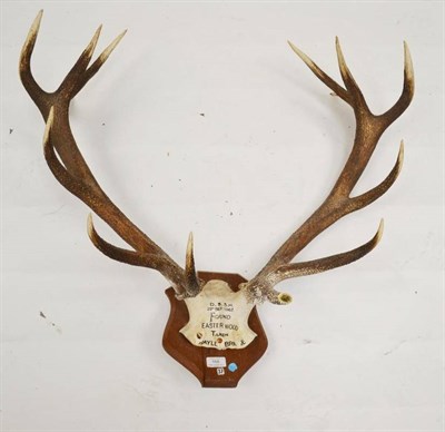 Lot 168 - Red Deer (Cervus elaphus hippelaphus), Devon & Somerset Staghounds, Found Easter Wood Taken...