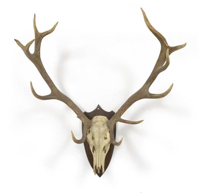 Lot 169 - Red Deer (Cervus elaphus hippelaphus), Tartarow Galicia, J G Millais 1909, skull with antlers,...