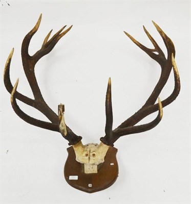 Lot 170 - Red Deer (Cervus elaphus hippelaphus), Tartarow, Galacia, J G Millais 1909, skull with antlers,...