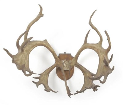 Lot 172 - Newfoundland Caribou (Rangifer tarandus groenlandicus), antlers on frontlet, 17+21, 138.5cm, tip to