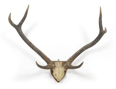 Lot 173 - Sambar (Cervus unicolor), antlers on frontlet, 96.5cm long, tip to tip 78cm See illustration