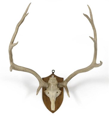 Lot 174 - Thorold's or White-Lipped Deer (Cervus albirostris), associated  antlers on Red Deer frontlet, 5+5