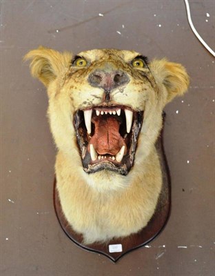 Lot 177 - African Lioness (Panthera leo), circa 1930, shoulder mount , with vicious open jawed expression, on