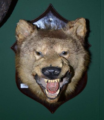 Lot 179 - Timber Wolf (Canus lupus), circa 1930, head mount, with open snarling jaw, on stained wood...