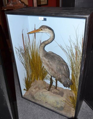 Lot 187 - Heron (Ardea cinerea), by B Cook, Taxidermist, Renshaw St, Liverpool, early 20th century, full...