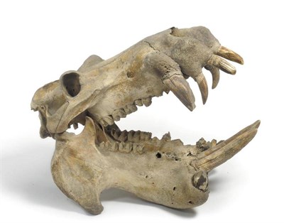 Lot 189 - Hippopotamus (Hippopotamus amphibius), 19th century, full skull, 87cm long, 51cm See illustration