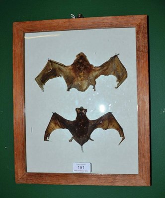 Lot 191 - Two Victorian Preserved Bats, in a glazed oak frame, 36cm by 29.5cm  Registered with Natural...