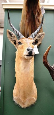 Lot 193 - Reedbuck (Redunca arundinum), late 20th century, shoulder mount, 59cm from the wall