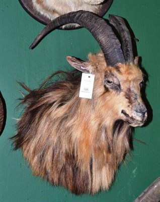 Lot 195 - Feral Goat (Capra hircus), late 20th century, shoulder mount, right horn 50.5cm, left horn...