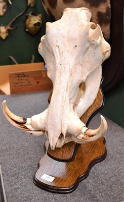 Lot 199 - Warthog (Phacochoerus africanus), full skull, left tusk 18cm, upper tusk 18cm, on polished wood...