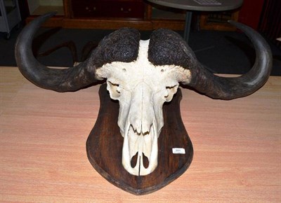 Lot 201 - Cape Buffalo (Synceros caffer caffer), horns on cut upper skull, tip to tip 74cm, on wood shield