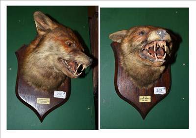 Lot 202 - A Taxidermy Fox Mask, B F H, Dunns Houses, 21.11.1936, with open snarling jaw, on oak shield...