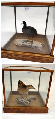 Lot 205 - Coot (Fulica atra), modern, full mount, standing on sliced tree trunk, in a glazed wood case,...