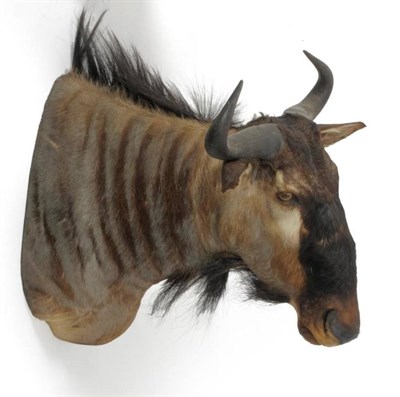 Lot 207 - Blue Wildebeest (Connochaetes taurinus), modern, shoulder mount, 77cm from the wall  See...