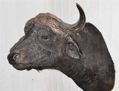 Lot 208 - Cape Buffalo (Synceros caffer caffer), modern, shoulder mount, horns 52.5cm tip to tip, 101cm...