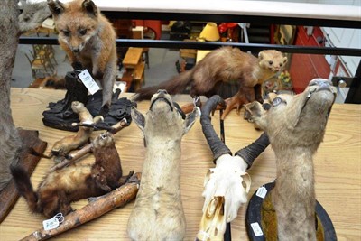 Lot 210 - A Group of Seven Items of Taxidermy, comprising European Pine Marten, Polecat, Stoat,...