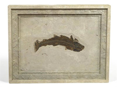 Lot 212 - Diplomystus, Fossil, USA, in a glazed stone effect frame, overall 108cm by 84cm See illustration