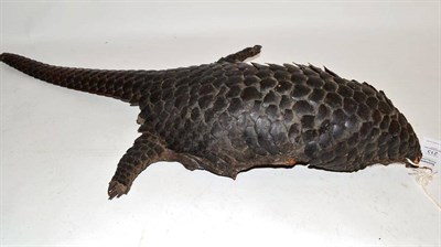 Lot 213 - Pangolin (Manis temminckii), circa 1900 or earlier, preserved skin, 22cm long