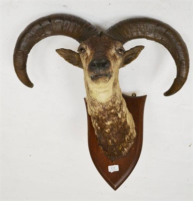 Lot 214 - Blue Sheep (Pseudois schaeferi), circa 1920, head mount, on Gerrards type shield, 46cm from the...