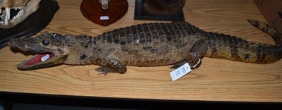 Lot 216 - Alligator (Alligator mississippiensis), circa 1890, full mount, open jawed, with marble glass eyes