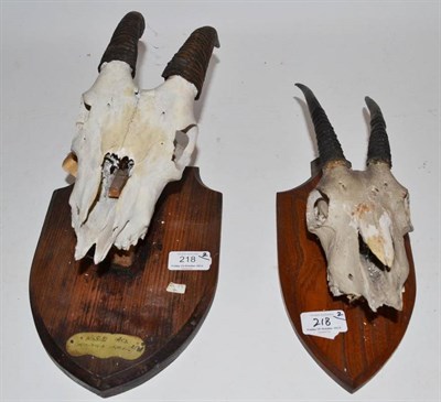 Lot 218 - Nilgiri Tahr (Nilgiritragus hylocrius), ex Sir Edmund Loder Collection, skull with horns, 19cm...