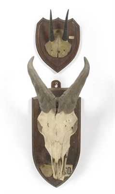 Lot 219 - Himalayan Tahr (Hemitragus jemlahicus), ex Loder Collection, skull with horns, 25.5cm long, tip...