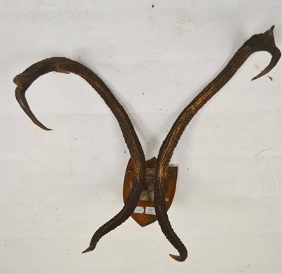 Lot 221 - Thamin Deer (Panolia eldi), circa 1920, antlers on frontlet, 3+4, 82.5cm long, tip to tip 44.5cm