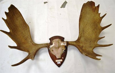 Lot 223 - European Elk (Alces alces alces), cast horns found Raganda, Jamtland 1902, Swedish Sportsman's...