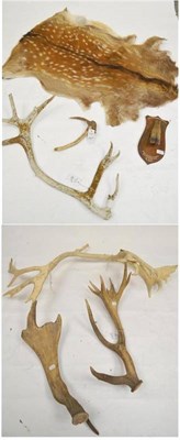 Lot 224 - Caribou (Rangifer tarandus groenlandicus), Scorsby Sound, E. Greenland, cast antler, 9 points, 94cm