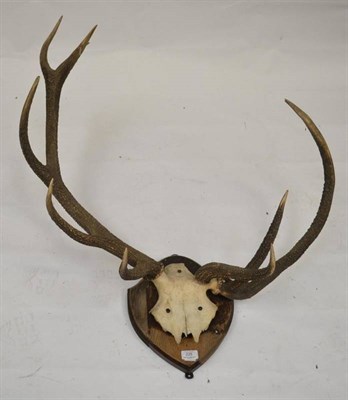 Lot 225 - Red Deer (Cervus elaphus hippelaphus), split antler on frontlet, 84cm long, on associated...