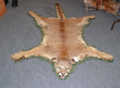 Lot 229 - Puma (Puma concolor), circa 1960, skin rug with head mount, with open jaw, backed onto green...