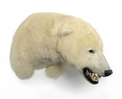 Lot 230 - Polar Bear (Ursus maritimus), Manitoba, Canada, circa 2006, Taxidermist Robert Marshall,...