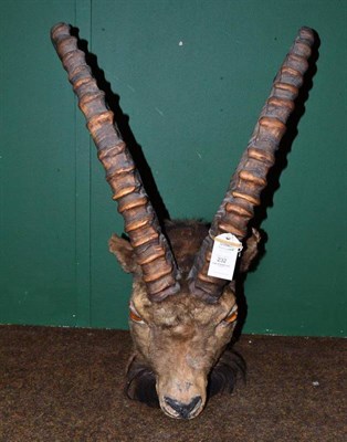 Lot 232 - Siberian Ibex (Capra siberica), circa 1920, head mount, right horn 90cm, left horn 89.5cm