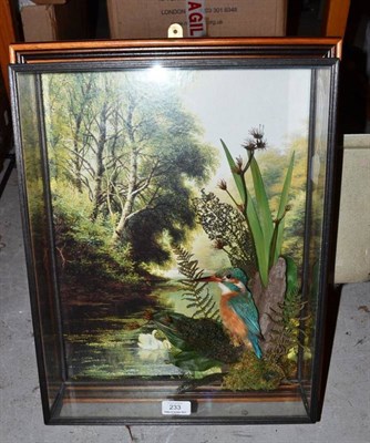 Lot 233 - Kingfisher (Alcedo atthis), by A J Armistead of Darlington, full mount, perched amongst moss...