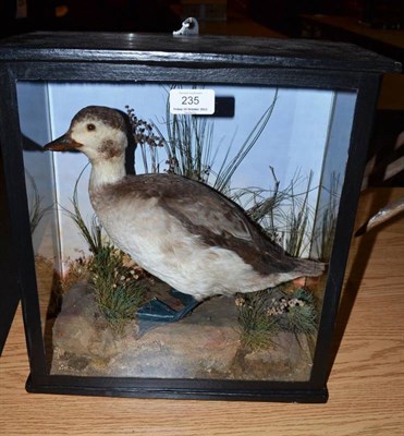 Lot 235 - Long-Tailed Duck (Clangula hyemalis), circa 1910, female, full mount, stood on faux rocks...