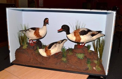 Lot 237 - Shelduck (Tadorna tadorna), by B Cook, Taxidermist, Renshaw St, Liverpool, circa 1910, three...