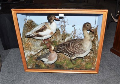 Lot 238 - A Taxidermy Group of Loose Wigeon and Shelduck, circa 1910, perched amongst moss covered rocks...