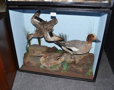 Lot 239 - A Group of Three Taxidermy Ducks, circa 1910, comprising flying Teal, and male and female...